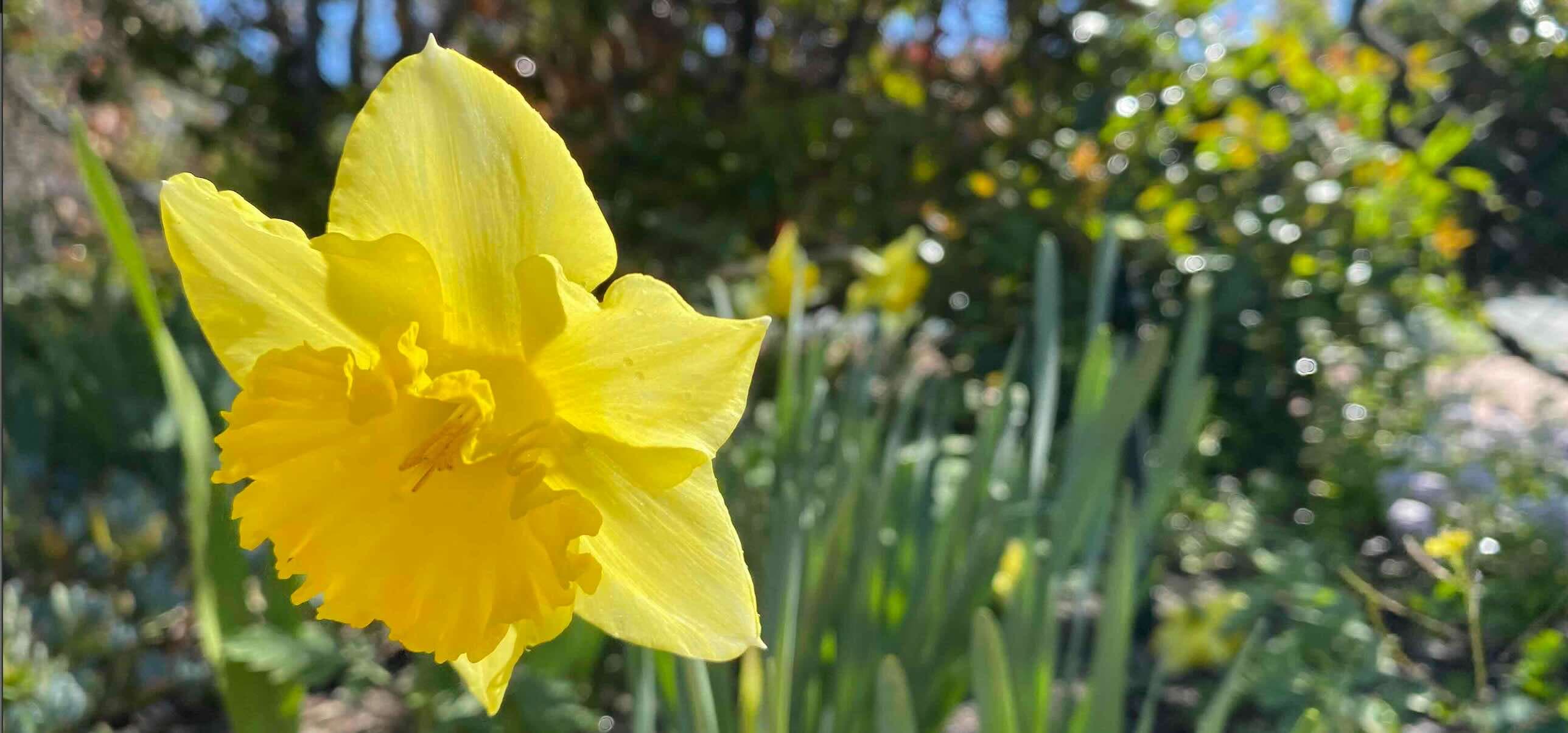 Parallax Background Image